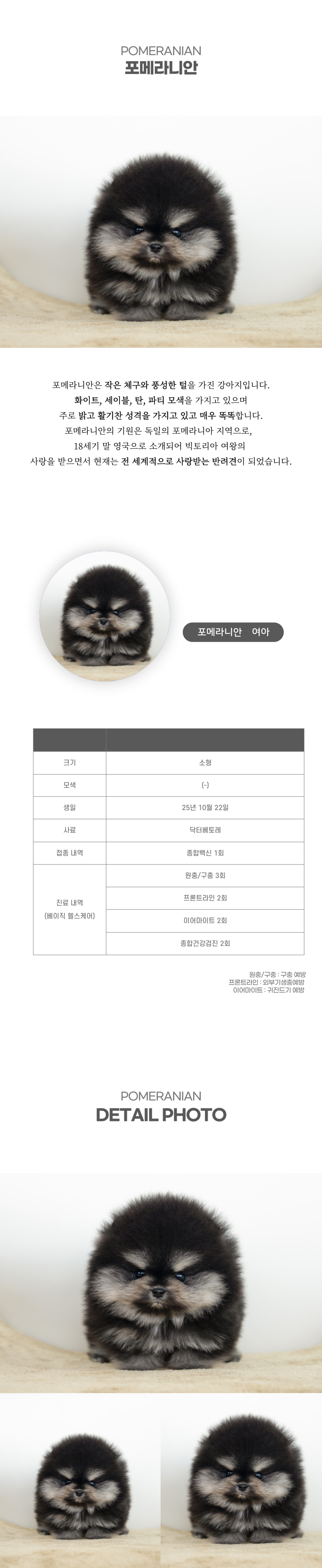 포메라니안_상세이미지_2